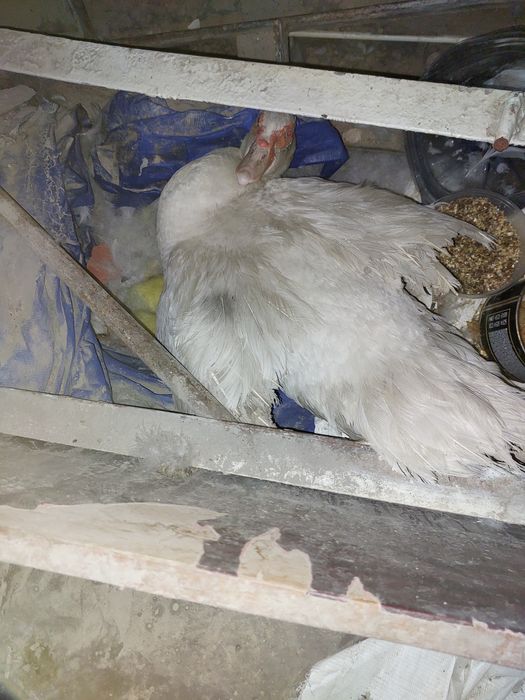 Indoutka bolalari bilan birga