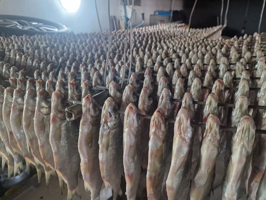 Балық рыбец, қақталған. Сушеный рыбец.