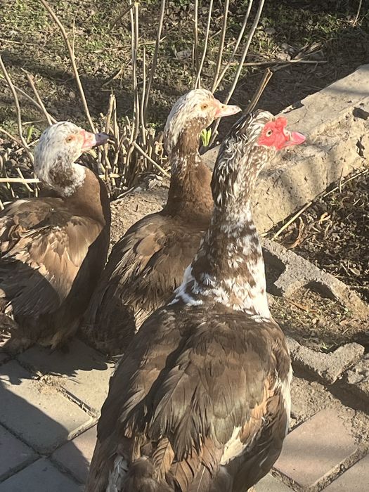 Продам срочно!!!