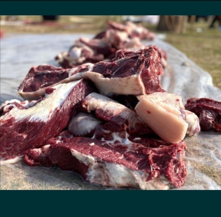 Семіз тай құнан етін сатамыз