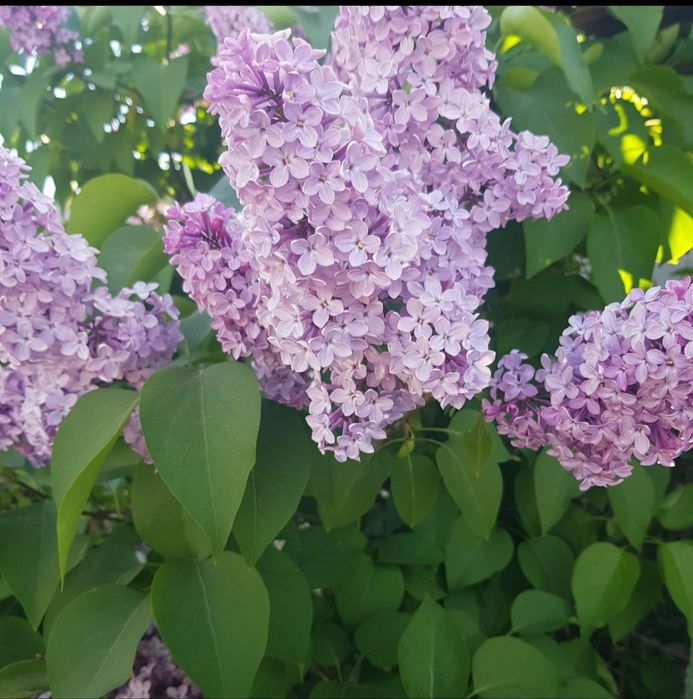 Сирень в продаже