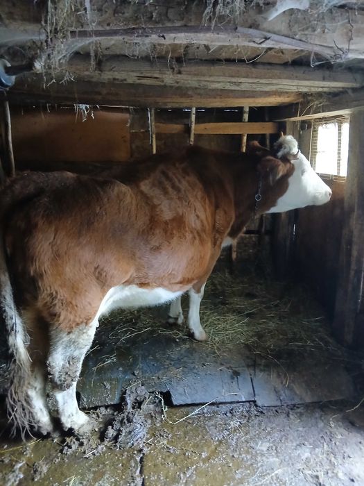 Vaca de vanzare gestanta