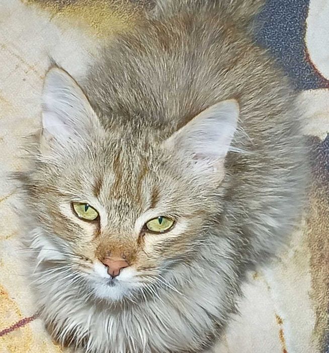 Отдам котика в добрые и заботливые руки