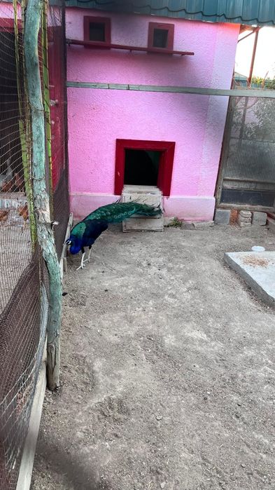 Павлин сатылады черноплечий