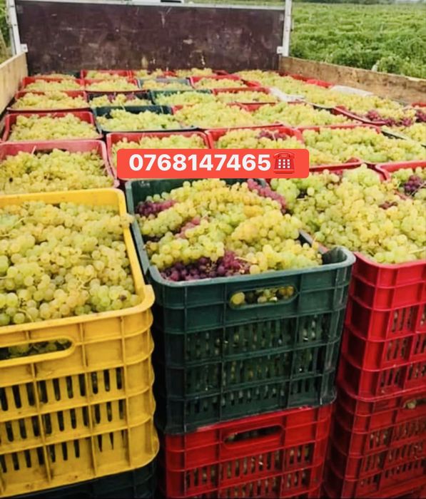 Vand struguri de vin toate soiurile nobile