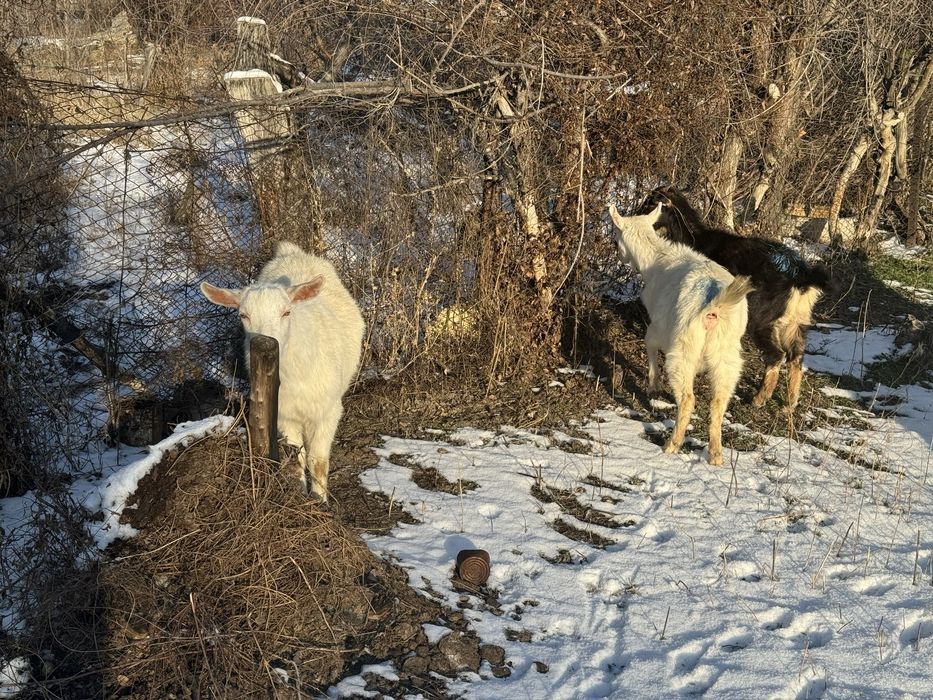 Продаю или вариант молочныйе коза