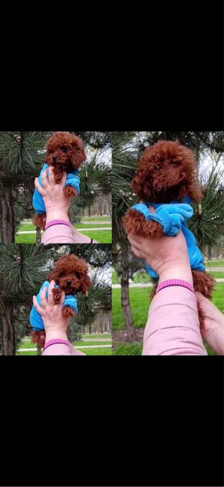 Toy poodle mini
