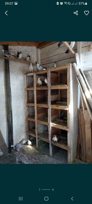 Vand porumbei voiajori de cursa,vineti si pe negru,etc