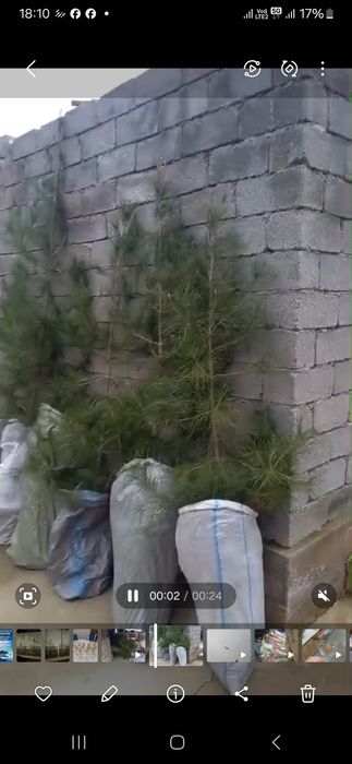 Свежий ёлкалар сатылады