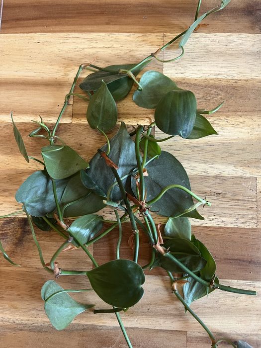 Резници от растения