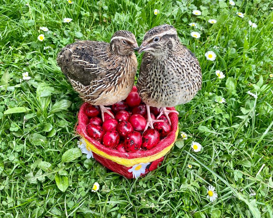 Prepelite outoare rasa Japoneza