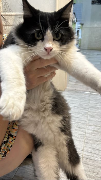 Отдам даром котика в добрые рукт