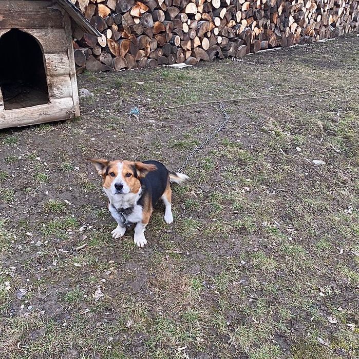 Ofer spre vânzare ! 500 lei