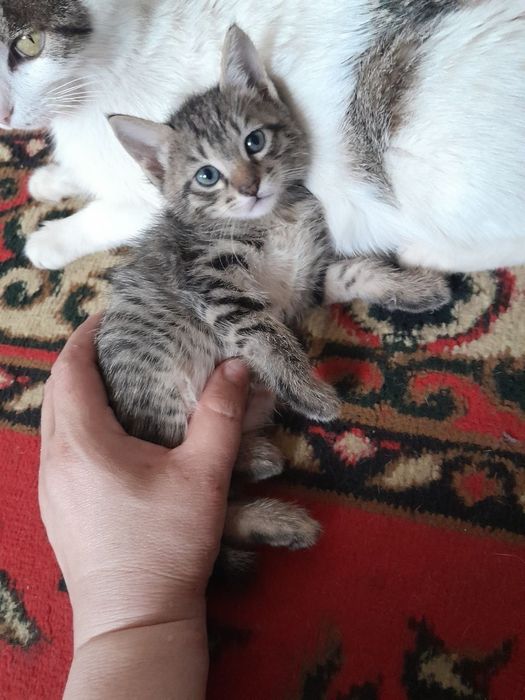 Hamma ovqata o"rgangan