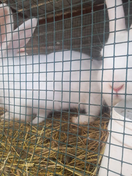 Iepuri.albi iepuroace si iepuroi