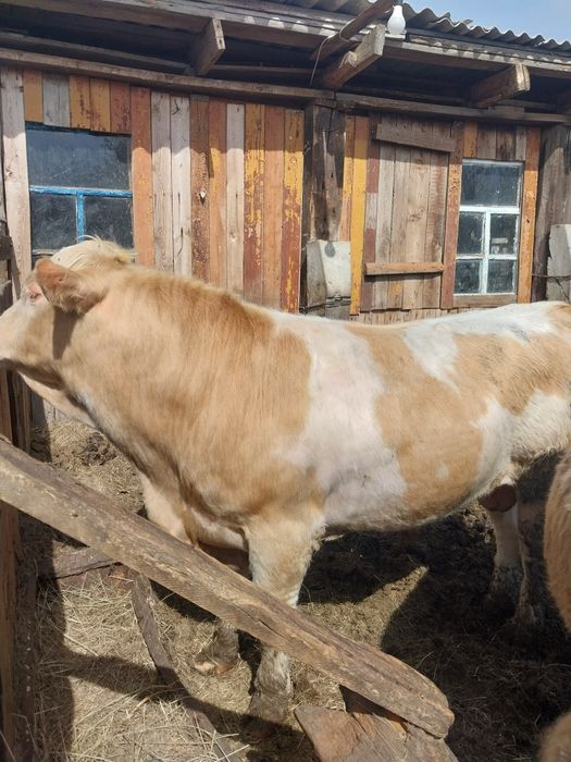 Продам быка на племя