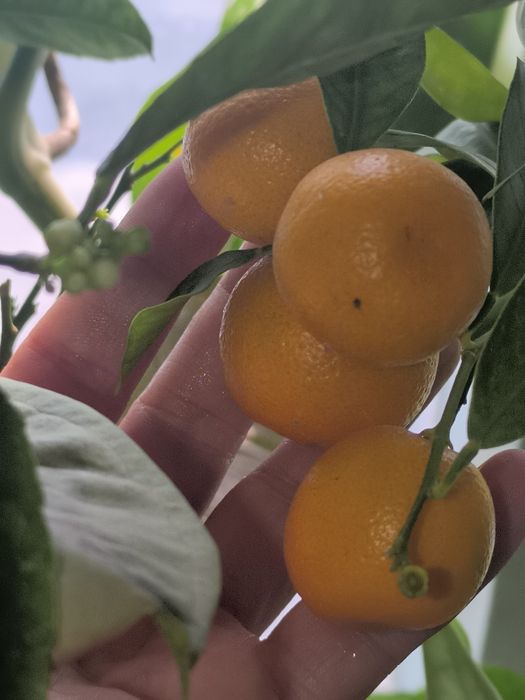 Продам Каламондин с плодиками