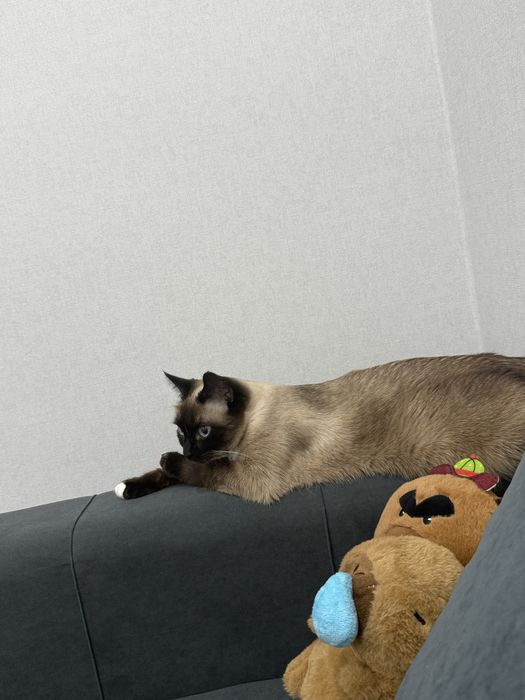 Ищем любящий дом для кошки