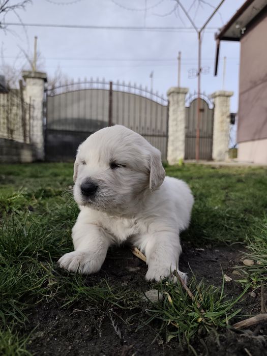 Pui Golden Retierver