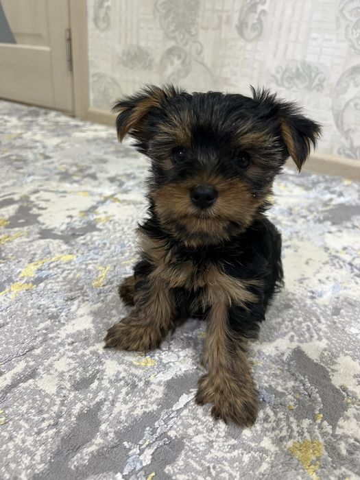 Продаются щенки йоршеского терьера