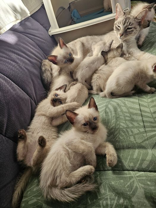 Pisici birmaneze