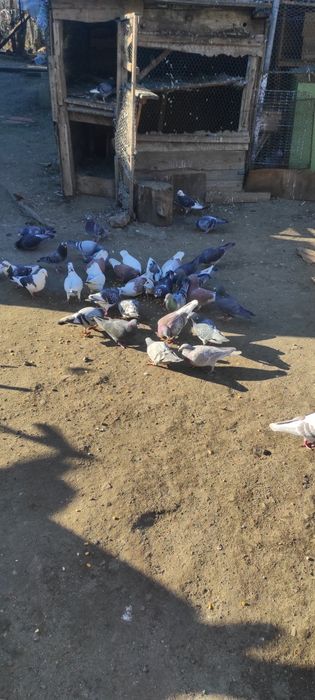 Vand porumbei  toti sunt inelati si cu bricoane