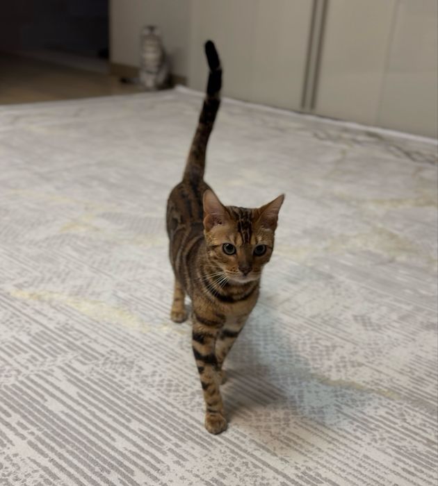 Продается Бенгальская кошечка