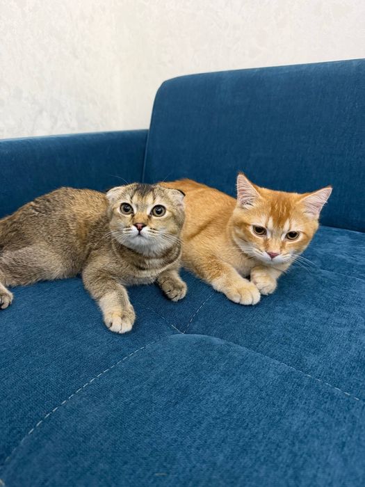 Scottish Fold 120$ Scottish Straight 100$