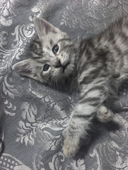 Отдам котят  в добрые руки
