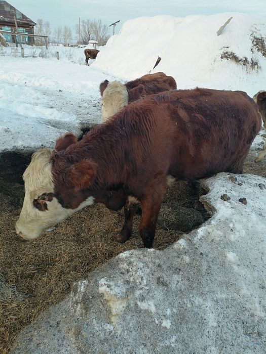 Продам корову по 650тыс