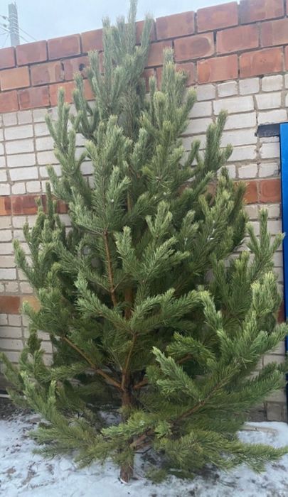 Елки новогодние пышные