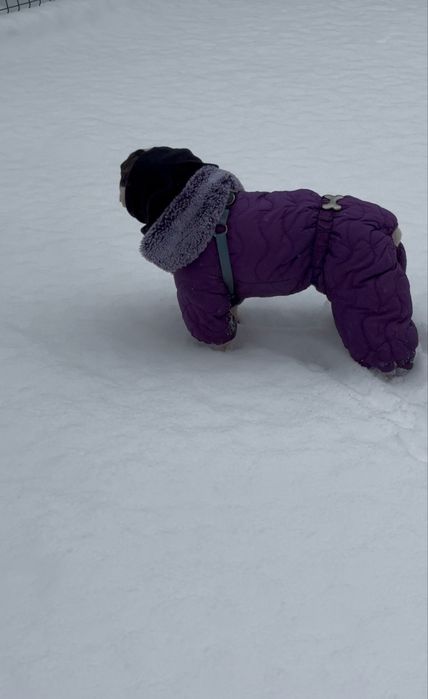 Комбинезон для собаки