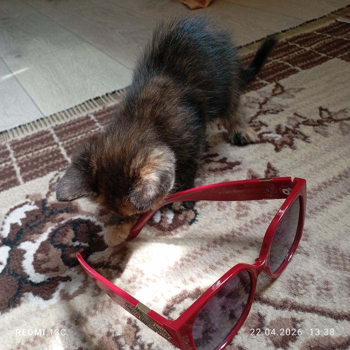 Отдам замечательных котят в любящие руки