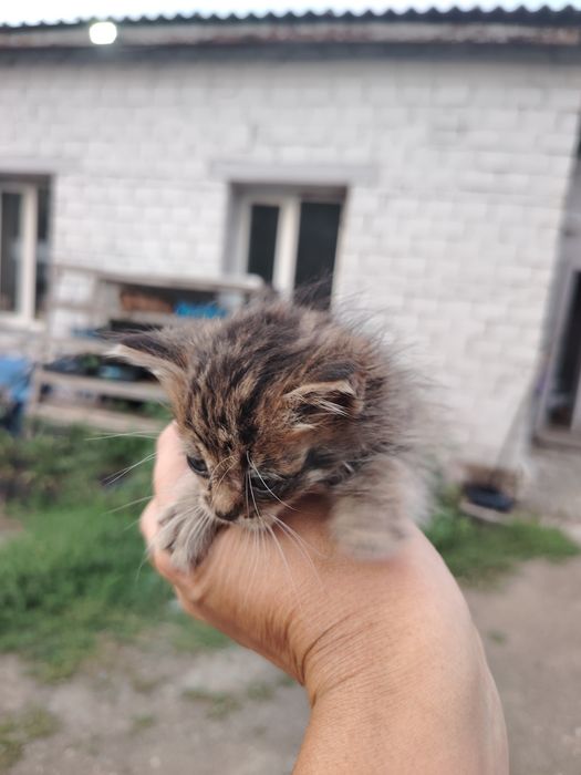 Отдам котят в добрые руки