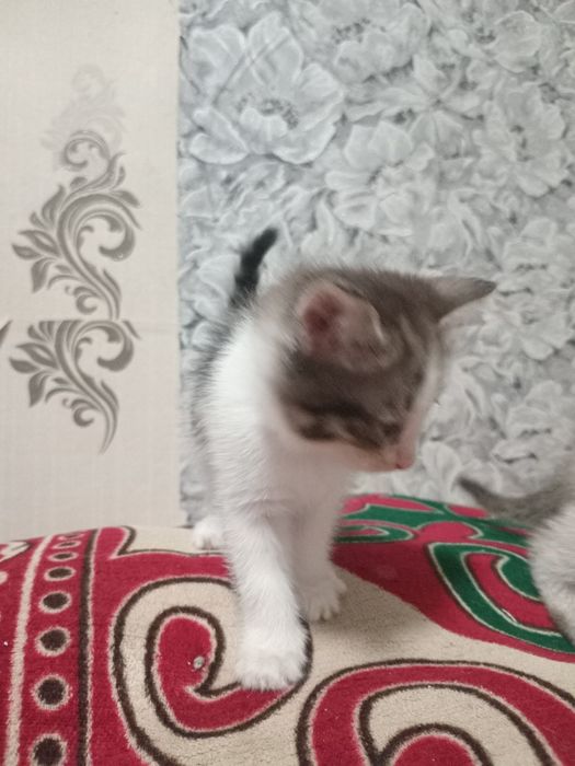 Котенки в добрфе руки