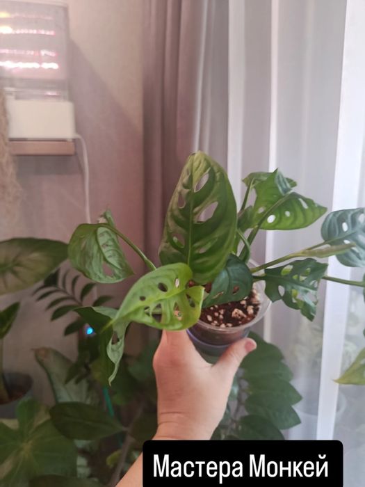 Продам комнатные цветы