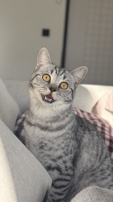 Отдам скоттиш страйт в добрые руки