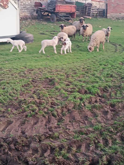 Продавам овце и агнета