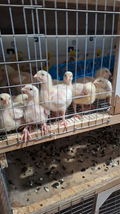 Продам цыплят!!!