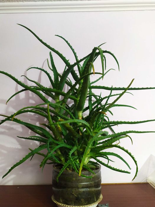 ЛЕЧЕБНЫЙ цветок АЛОЭ, возрастом более ПЯТИ лет! от БАБУШКИ! НЕ дорого!