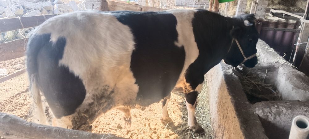 Бұқа сатылады,бордақылауда тұрған