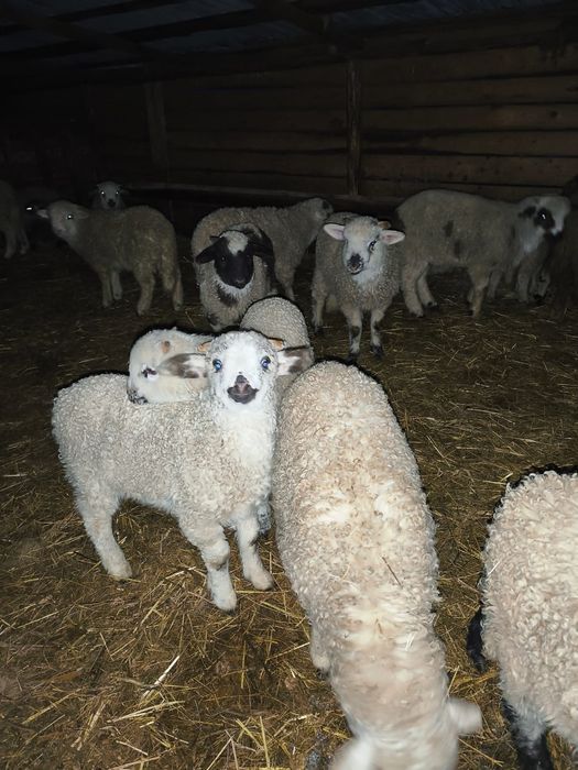 Vand Oi turcane +miei+berbeci