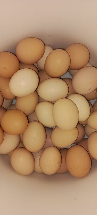 Vând ouă de găini