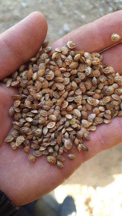 Семена Эспарцета