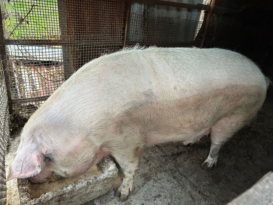 Прасе 250-300кг Дупница