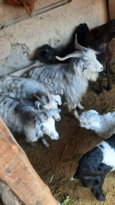 Ешкі лақ теке коза козлята