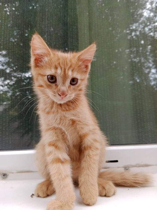 Отдам котят в хорошие руки