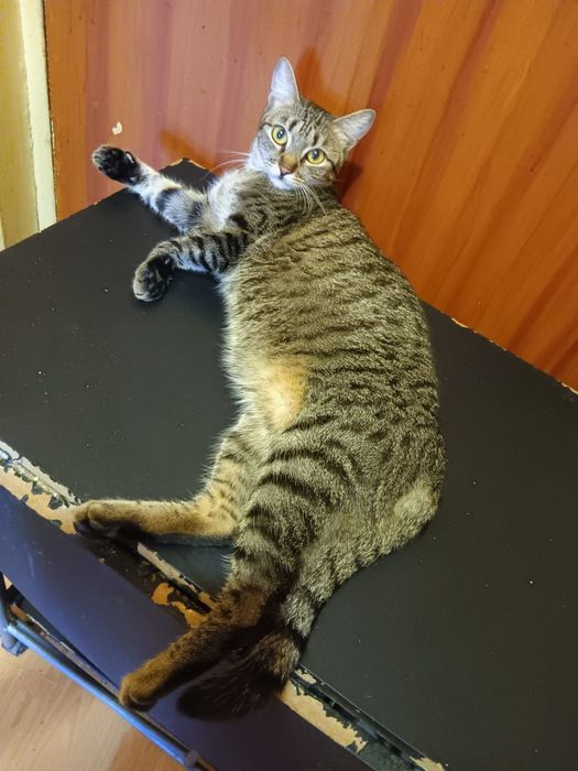 Adoptie motan de Transilvania Vlad