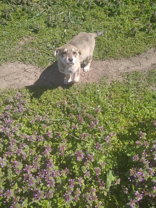 Подарявам 3 момичета на 12 крачета