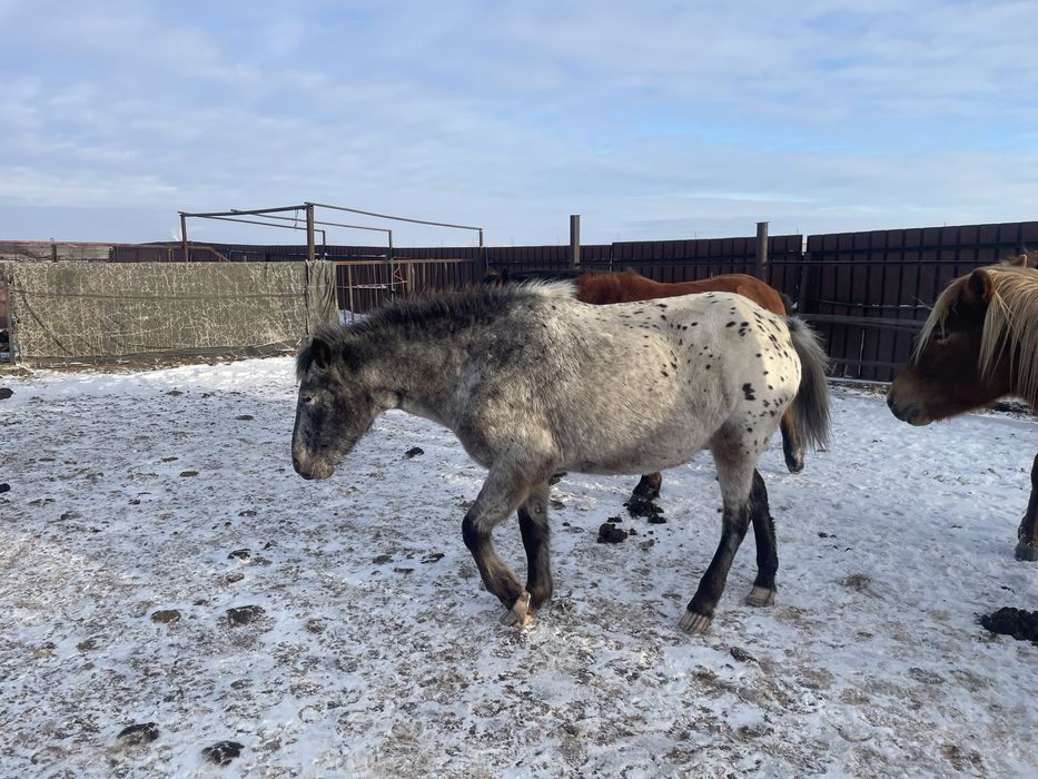 Жылкы, байтал, бие, тай 3.1млн